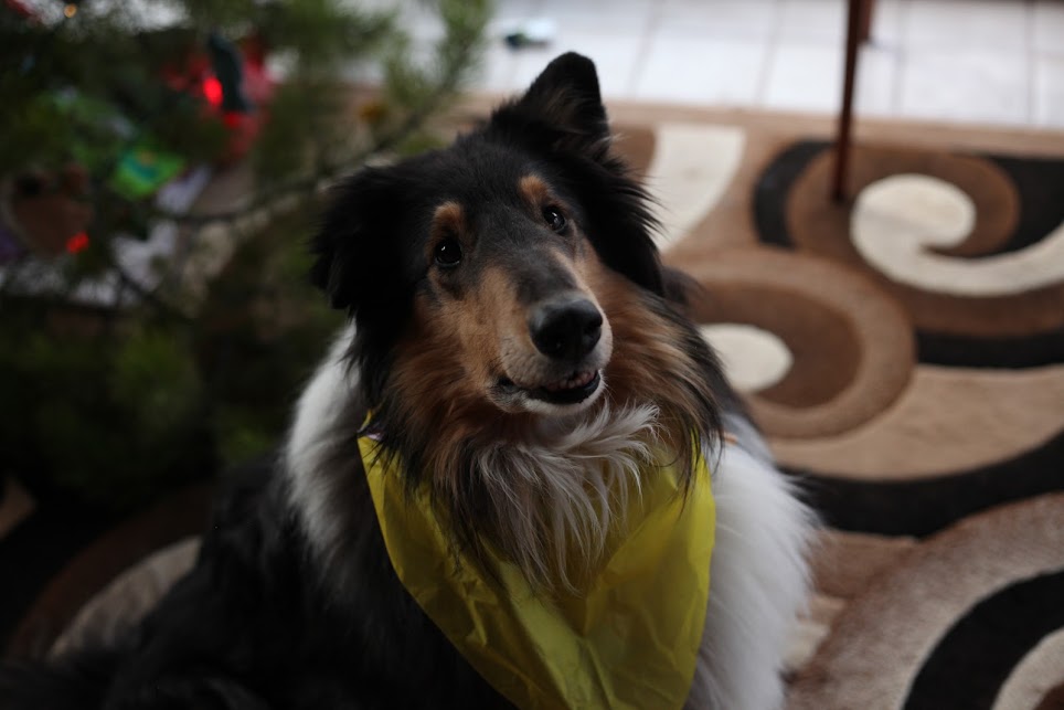 hawkdb1 warmlite dog bandana