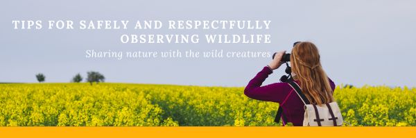 Tips for Safely and Respectfully Observing Wildlife